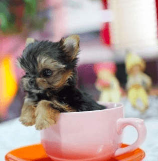 Yorkshire-Terrier Dünyanın en küçük köpekleri