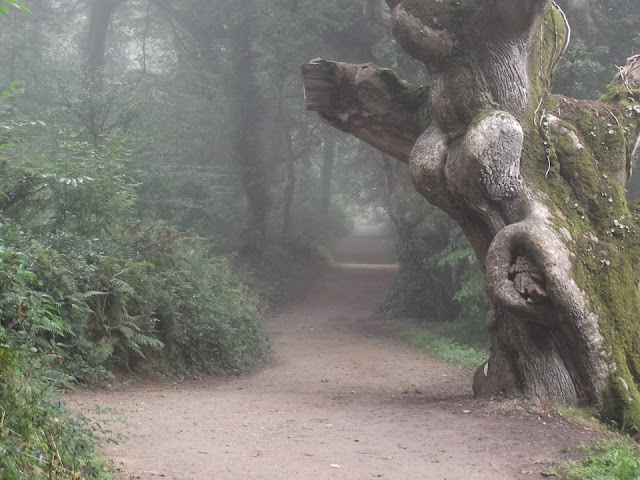 A path winds through a forest