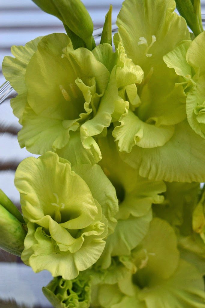MARIETTE'S BACK TO BASICS {Gladiolus in Cylinder Vase with Beach Pebbles}