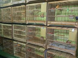 3 Ternak Menguntungkan Di Lahan Sempit Dengan Modal Kecil - bosskicau