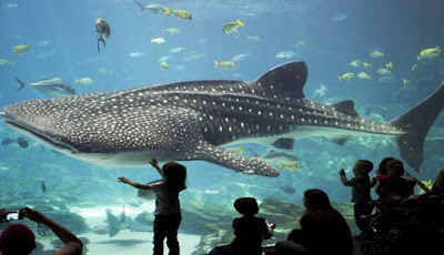 Georgia aquarium largest in the world Biggest aquarium in Georgia