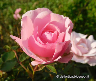 rosa bonica 82 nel giardino della fattoria didattica a Savigno Valsamoggia Bologna in Appennino vicino Zocca