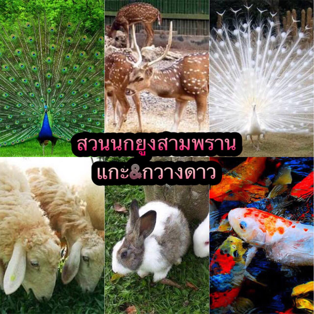 My Image 22