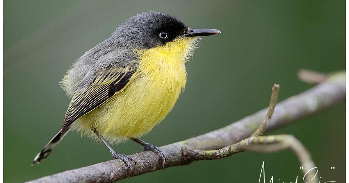 Panama Birds & Wildlife Photos' Blog