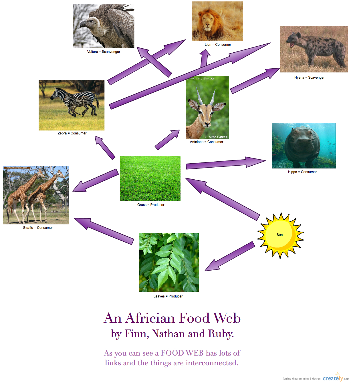 Food Web Examples What Is Food Web Class 10 Vrogue co