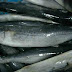 Horse Mackerel Fish Various Products in Market