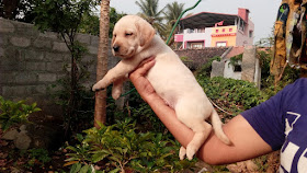 dog puppies for sale in bangalore