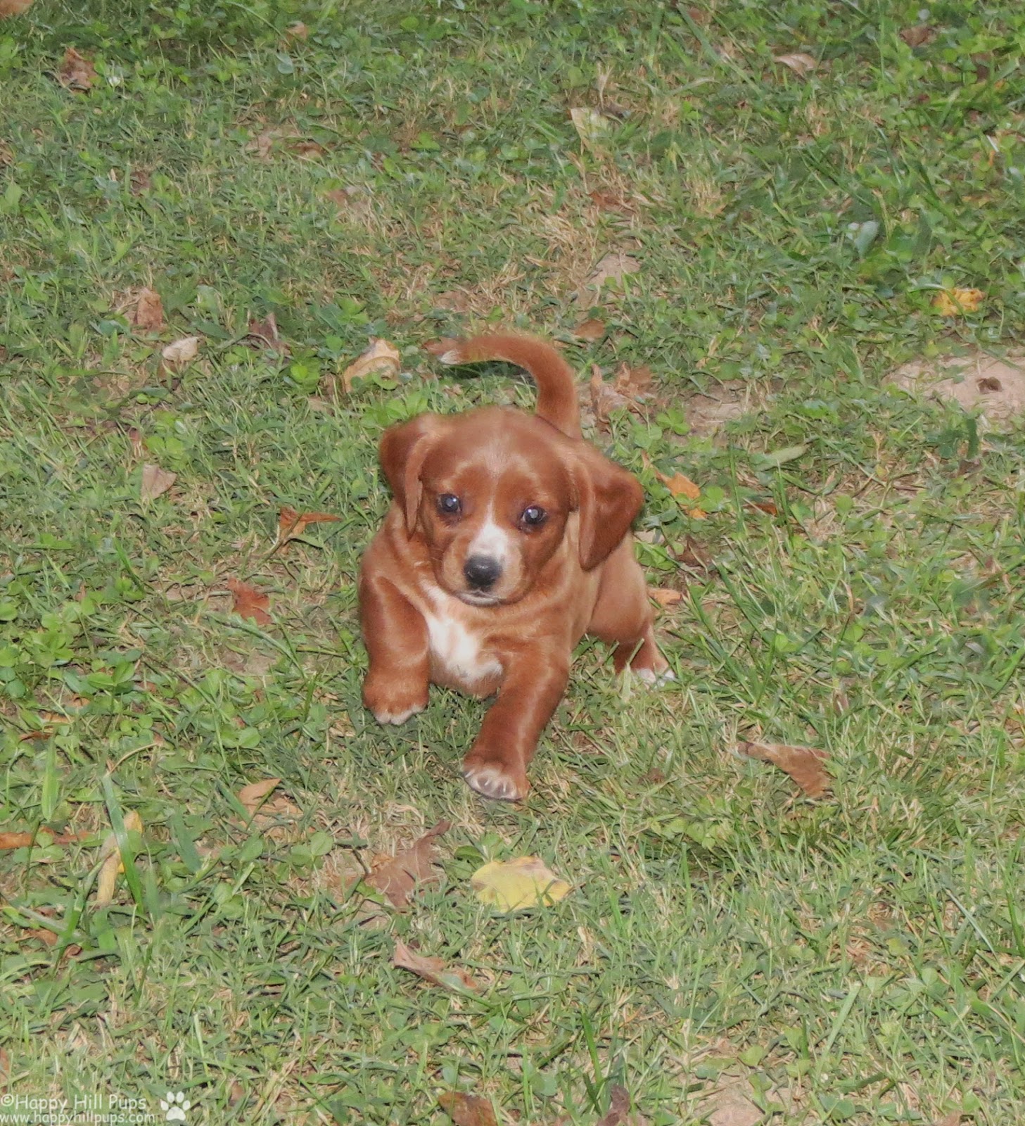 Happy Hill Beagliers Pepper's Puppies 39 Days Old