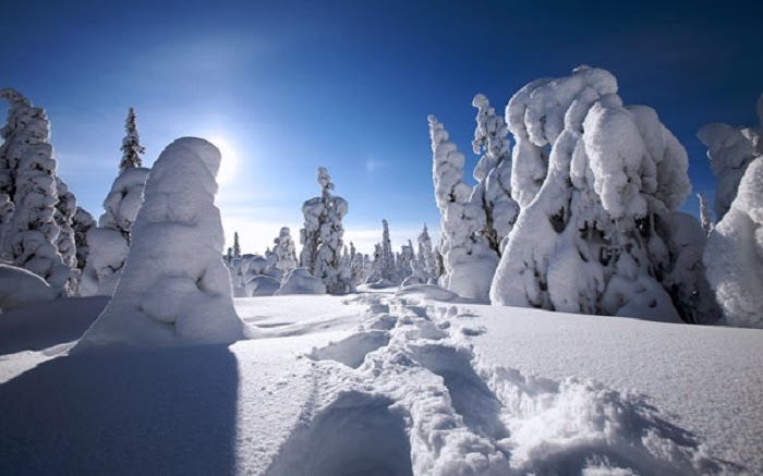 Riisitunturi National Park in southern Lapland is renowned for its crown snow trees.