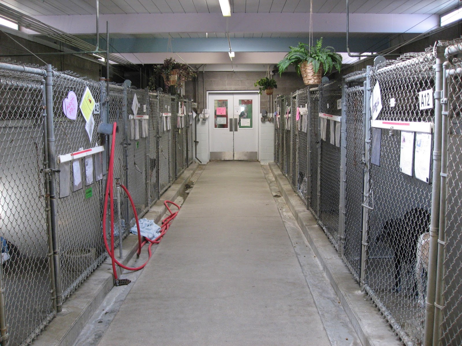 Dog Shelters Near Me Dog Shelters Near Me