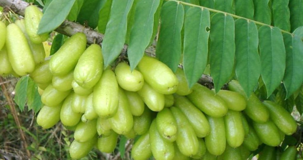 Averrhoa bilimbi Averrhoa bilimbi