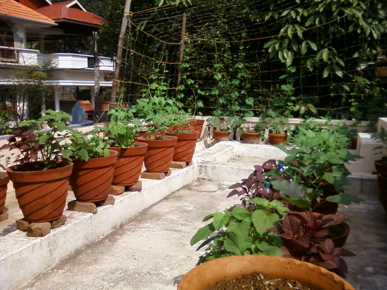 Teen's Kitchen Garden: Terrace kitchen garden I