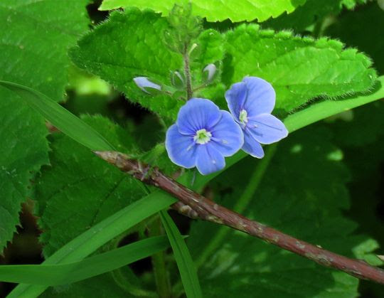 Przetacznik ożankowy (Veronica chamaedrys L.). Przetacznik ożankowy (Veronica chamaedrys L.).