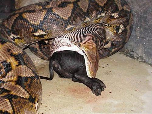 Dangerous of Wild Animals: snakes in the modern world