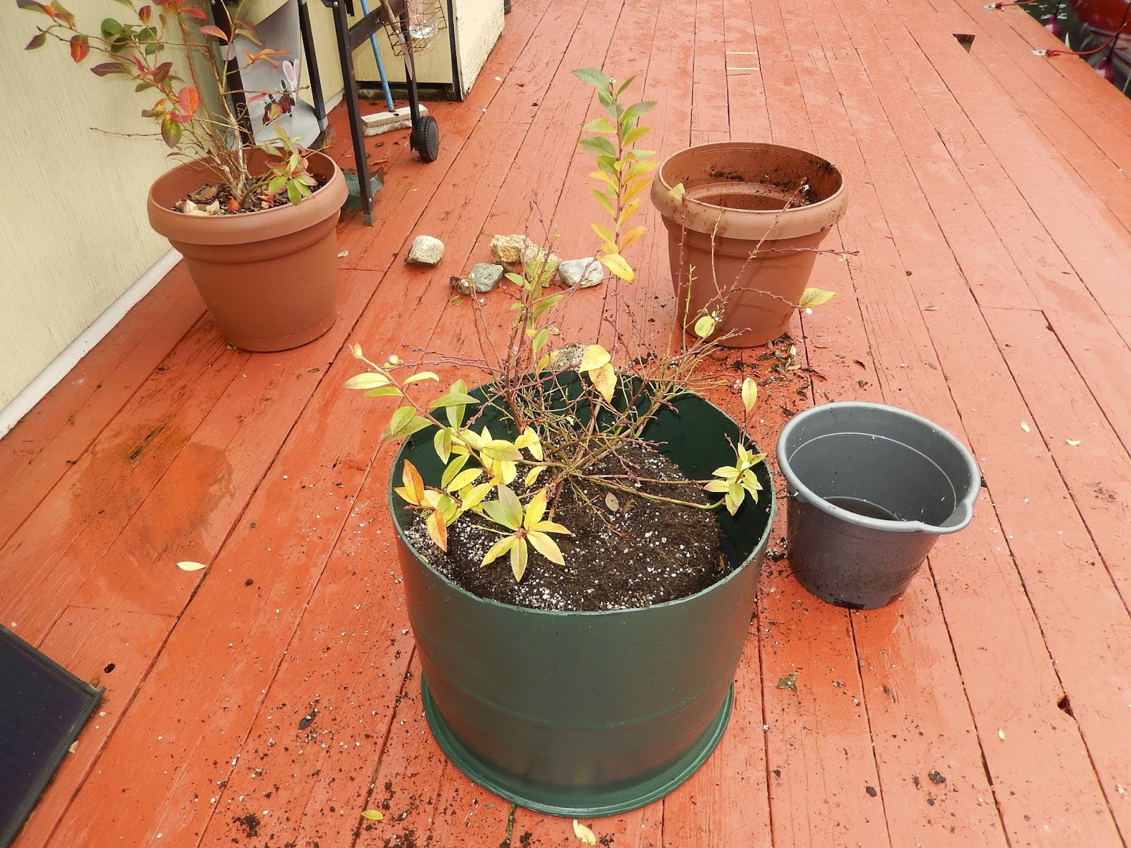 Powell River Books Blog Transplanting Blueberry Bushes