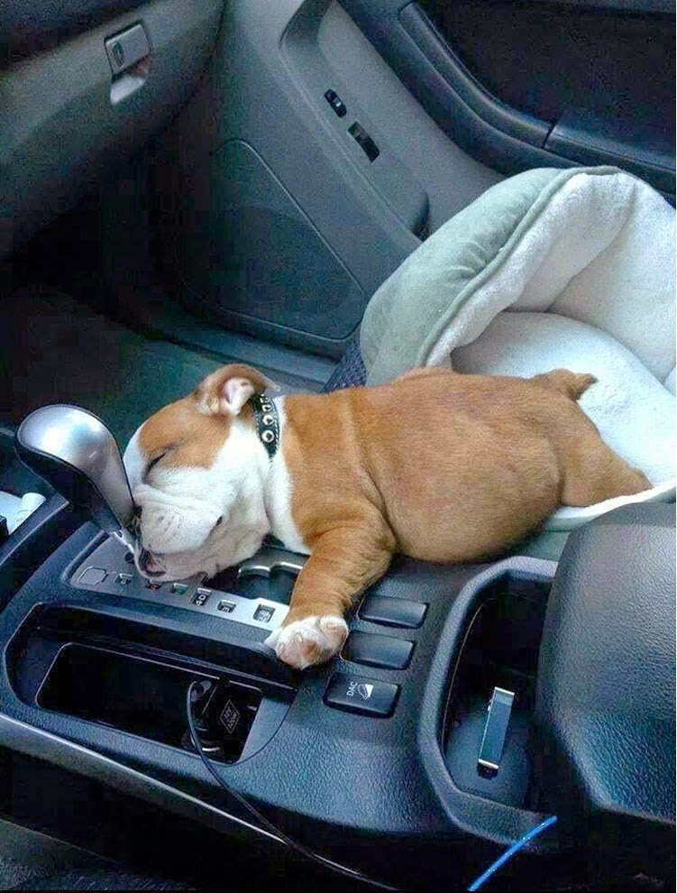 Cute puppy and dog Bulldog Puppy Fell Asleep In The Car