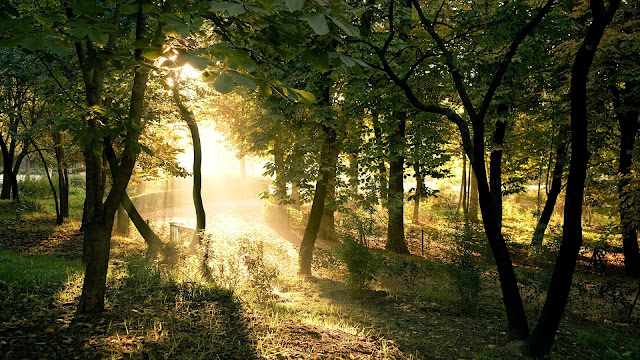 Landschap met een weg door het bos