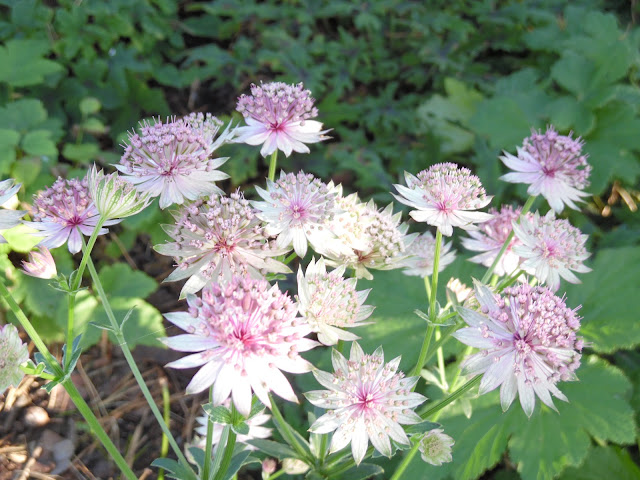 astrantia Roma