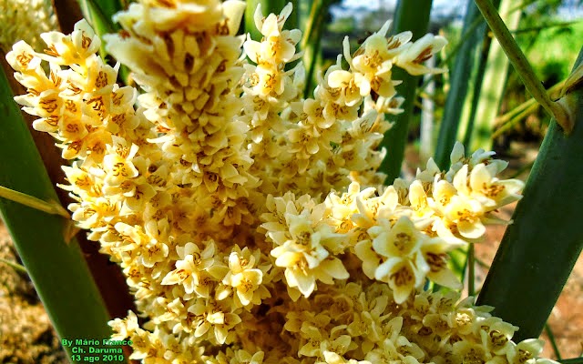 FLORES TAMAREIRA, TÂMARA - ( Phoenix dactylifera ) FLOWERS TAMAREIRA, TÂMARA - ( Phoenix dactylifera )