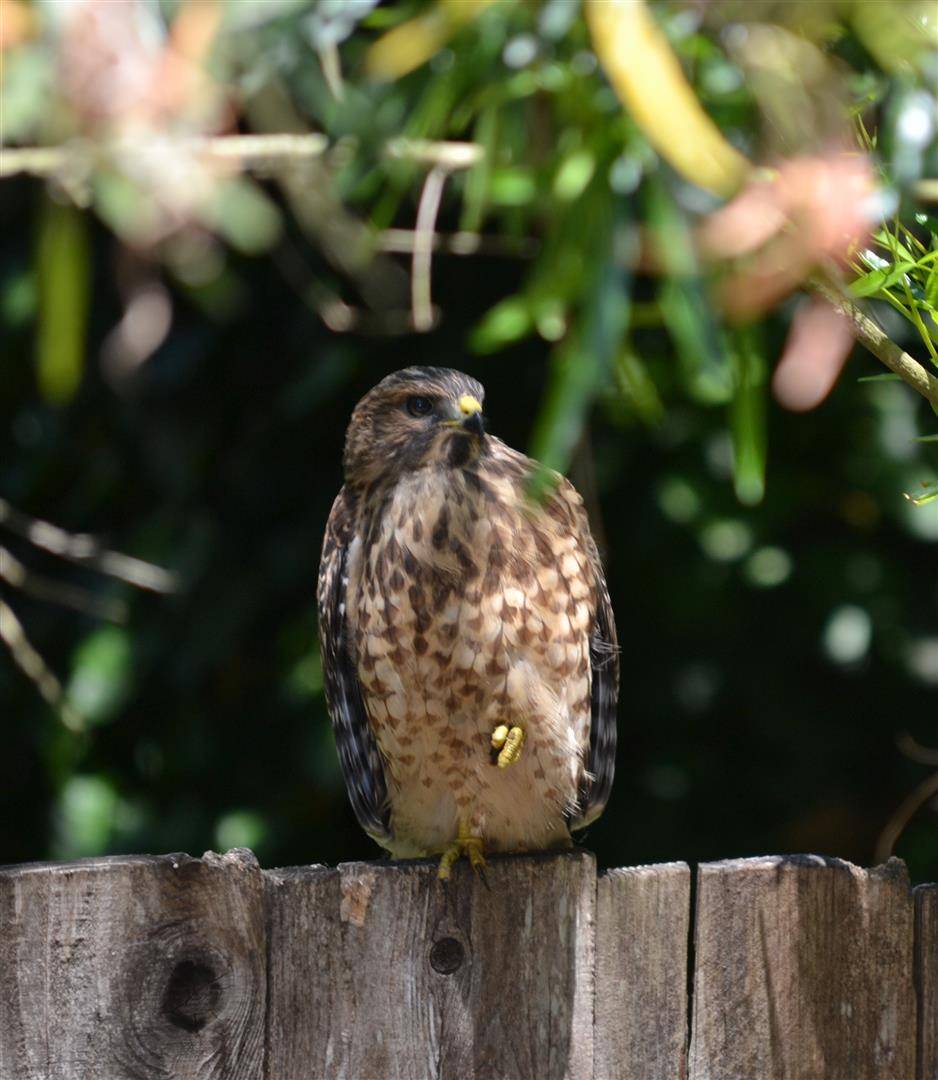 Bird In Everything Bird Homes