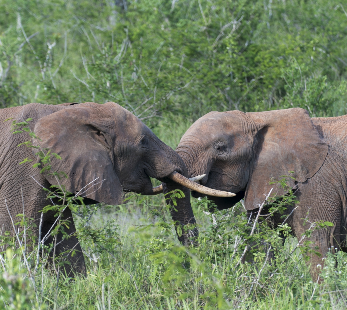 Elefanten, Elephants, kenya, kenia, Lumo, Tsavo, Safari, afrika, africa