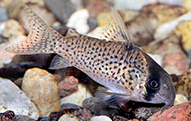 Jenis Ikan Corydoras kanei