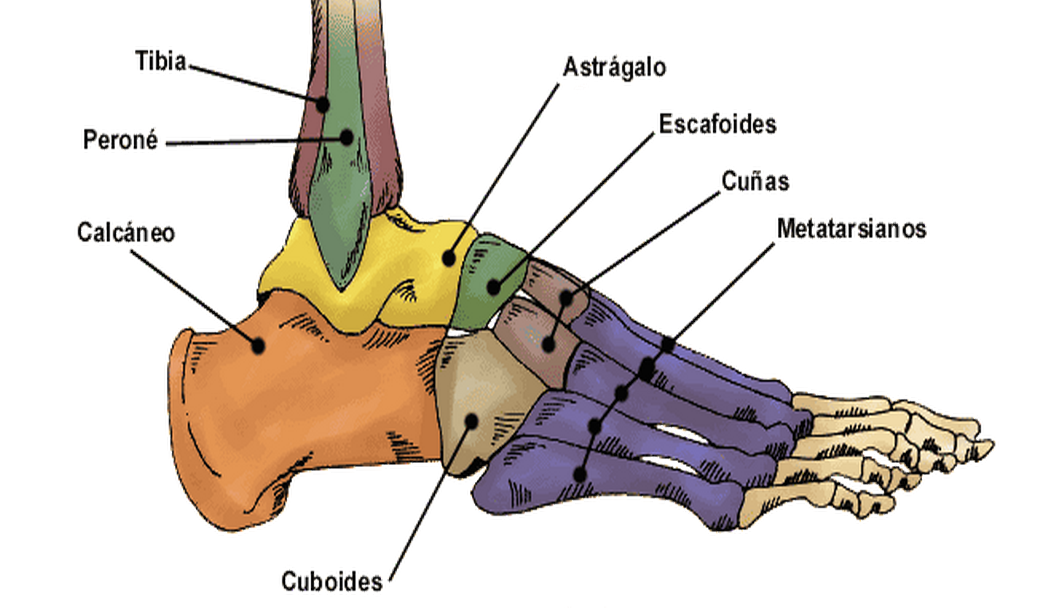 Anatomia Humana Huesos Del Pie - Bank2home.com