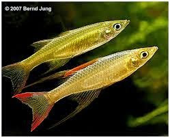 Iriatherina Werneri Iriatherina Werneri