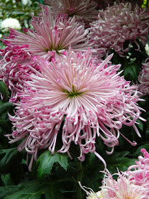 Allan Gardens Conservatory Fall Chrysanthemum Show 2014 pink frilly mum by garden muses-not another Toronto gardening blog 