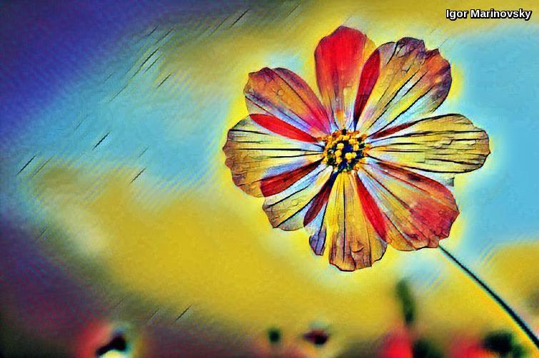 flower flower