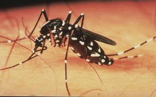 ΣΟΚΑΡΙΣΤΙΚΌ  Βίντεο: Δείτε τι συμβαίνει στο σώμα μας όταν μας τσιμπά κουνούπι