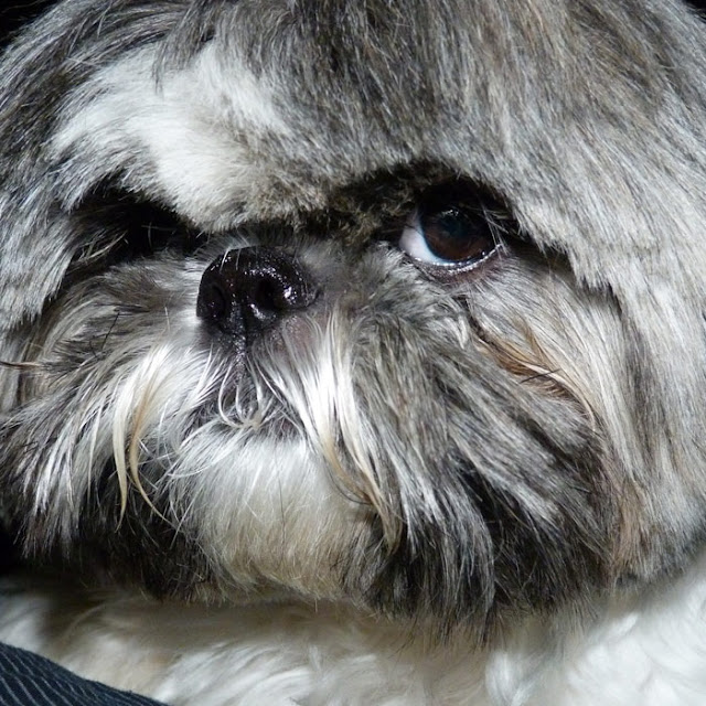 Os shih tzu não gostam de pessoas que ignoram seus donos