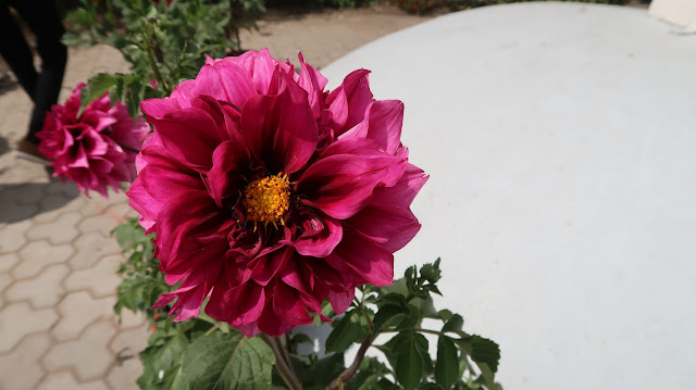 Lovely-flowers-wallpaper Lovely-flowers-wallpaper