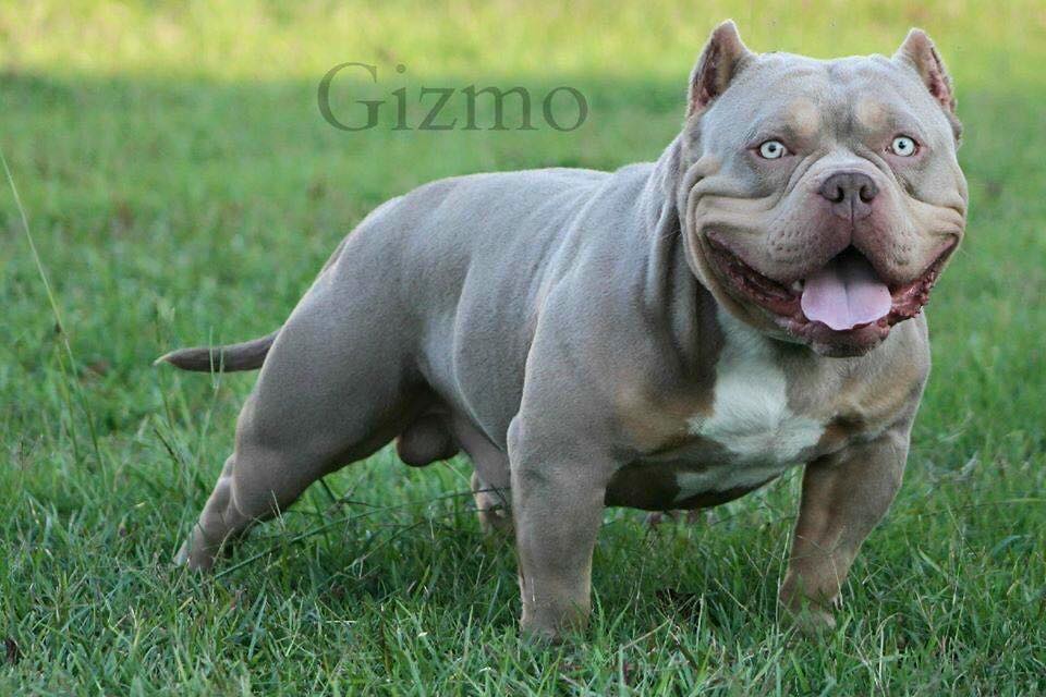 History of the Tri Colored Pit Bull & American Bully.