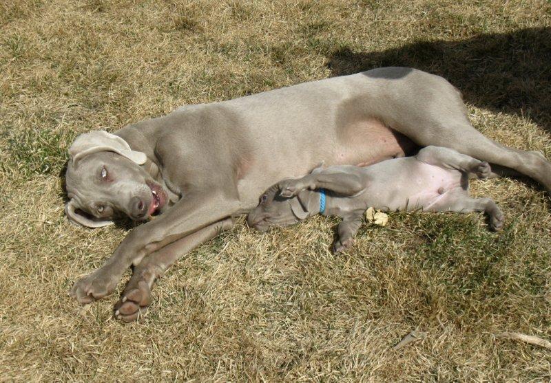 RoseWin Weimaraners: CERVELO/HANNAH'S PUPS 6 weeks old and ...