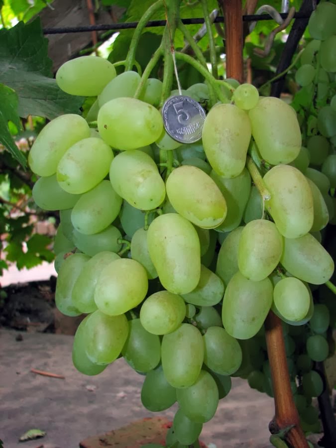 Купить виноград алиса по цене 0 руб. в интернет магазине "Первые Семена"