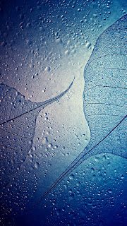 tree leaf full of water drops free iphone mobile wallpaper