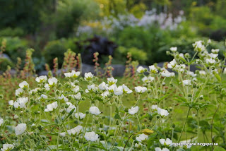 Potentilla rupestris