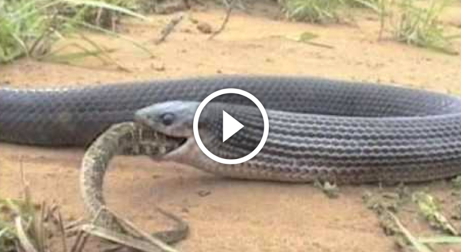 Serpente mangia serpente Mondo Tempo Reale Serpente mangia serpente Mondo Tempo Reale