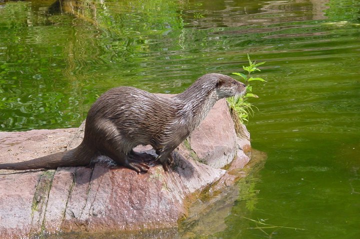 Nuremberg Zoo and Dolphin Lagoon 3