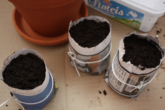 Newspaper seed starters filled with soil Newspaper seed starters filled with soil