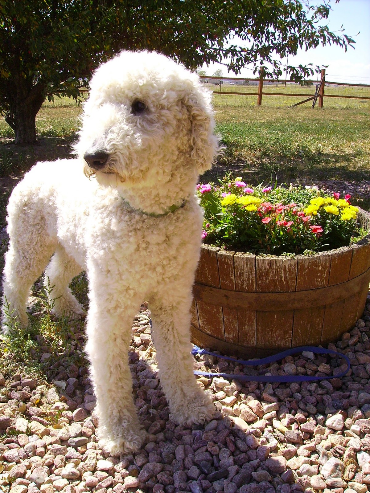GOLDENDOODLES OF COLORADO Summer 2014 F1 Goldendoodles