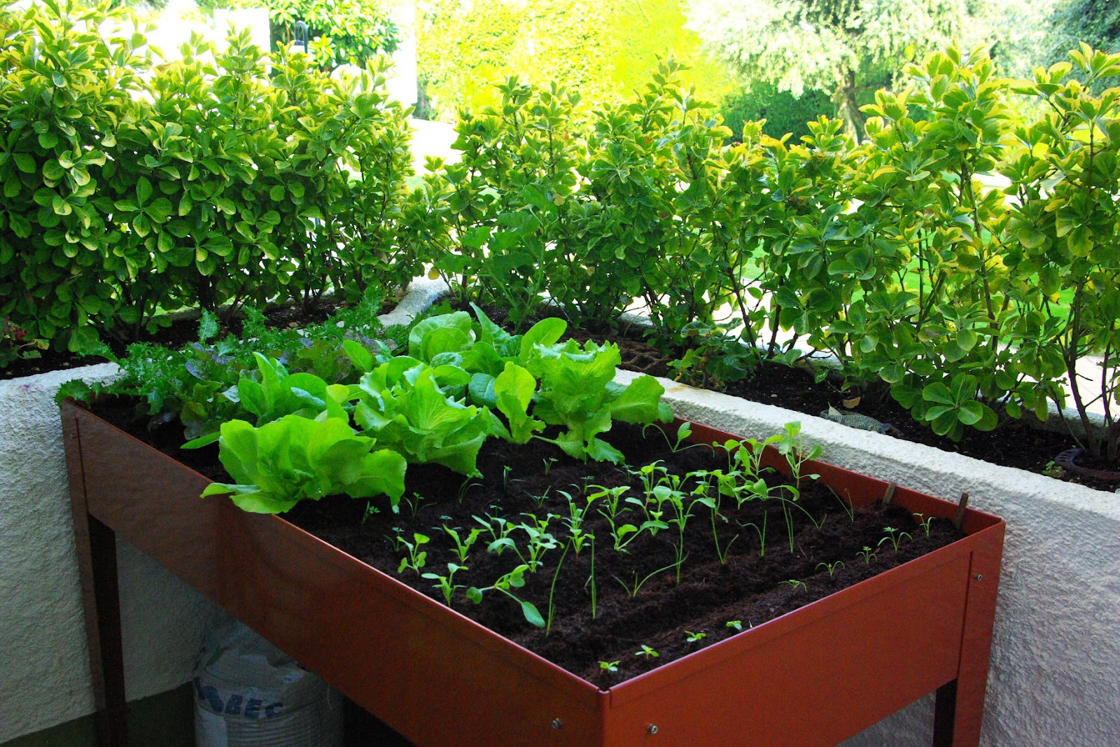 Recetas y consejos para vivir mejor Huerta ecológica en