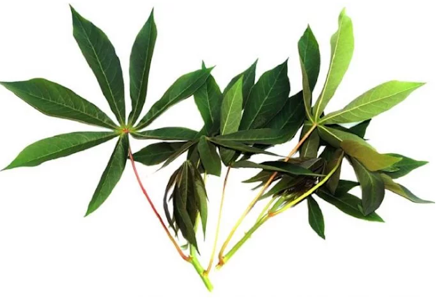 Whether cassava leaves are dangerous for patients with Gout?