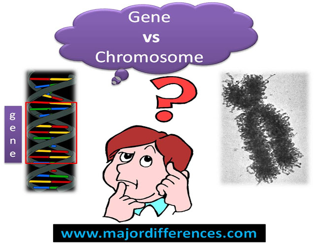 Gene vs Chromosome
