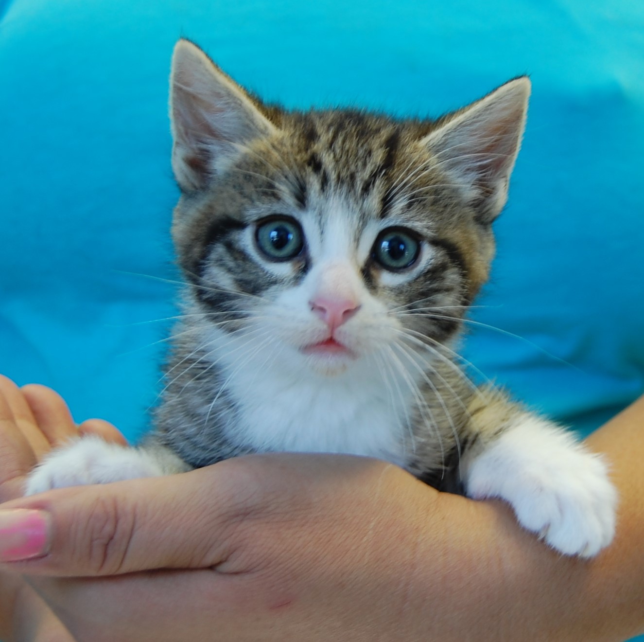 80 rescued kittens need foster homes and forever homes today!