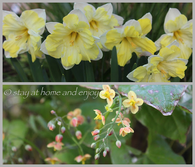Frühling - Narzissen . Epimedium 'Orange Queen' - stay at home and enjoy
