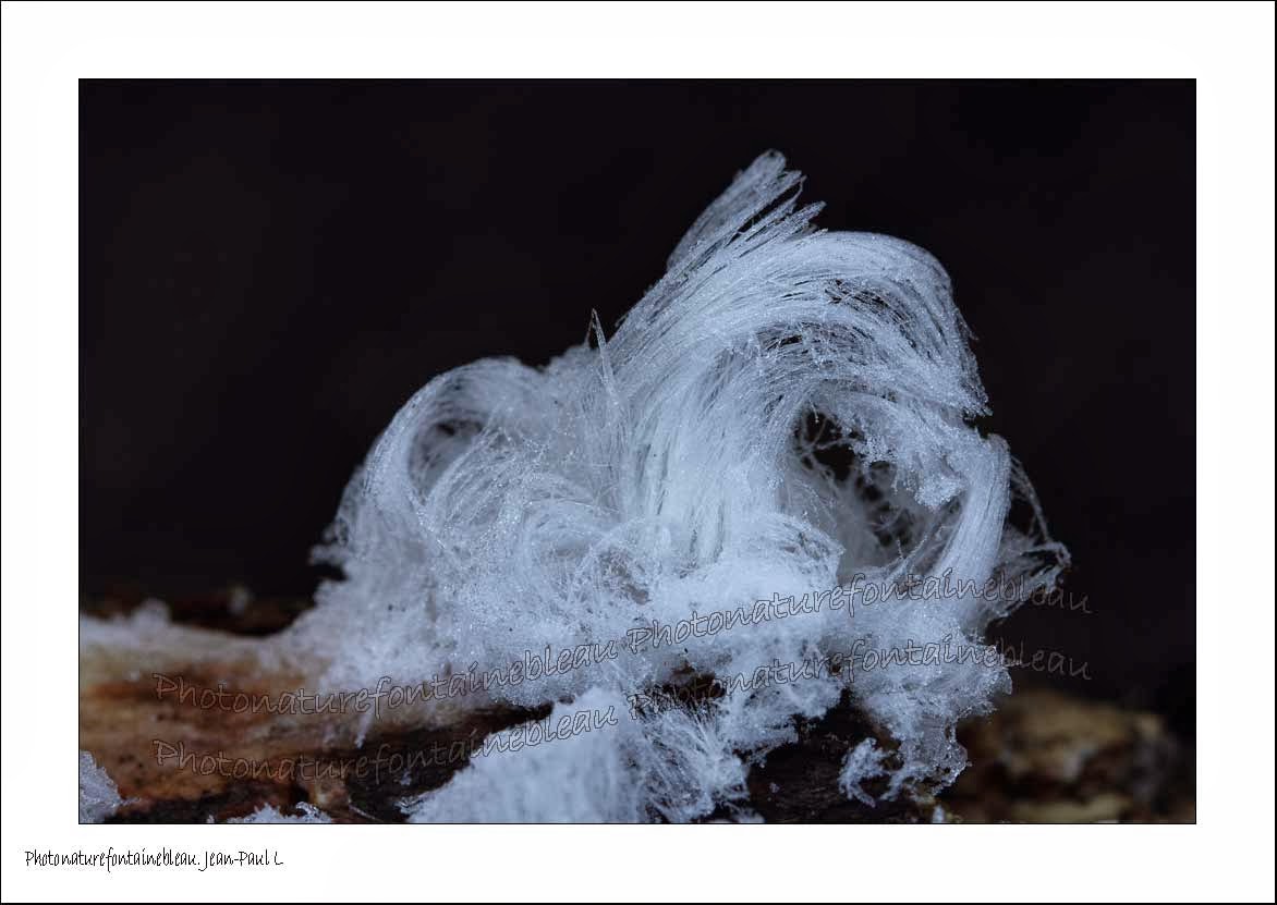 fontainebleau foret barbe de glace bois mort