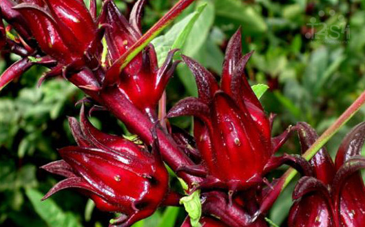 La flor de jamaica ayuda adelgazar La flor de jamaica ayuda adelgazar