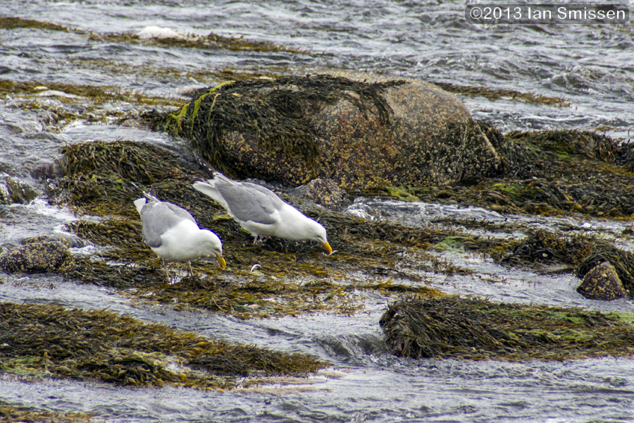 A passion for birds... Herring Gull Fishing Frenzy
